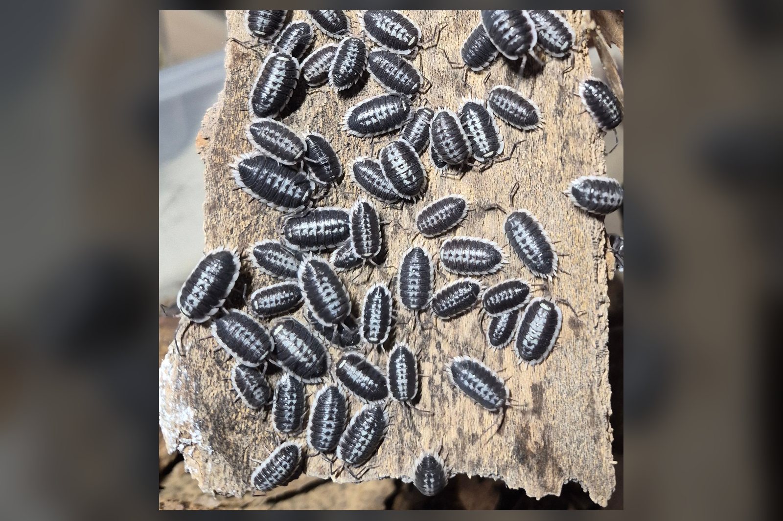 Flavomarginatus