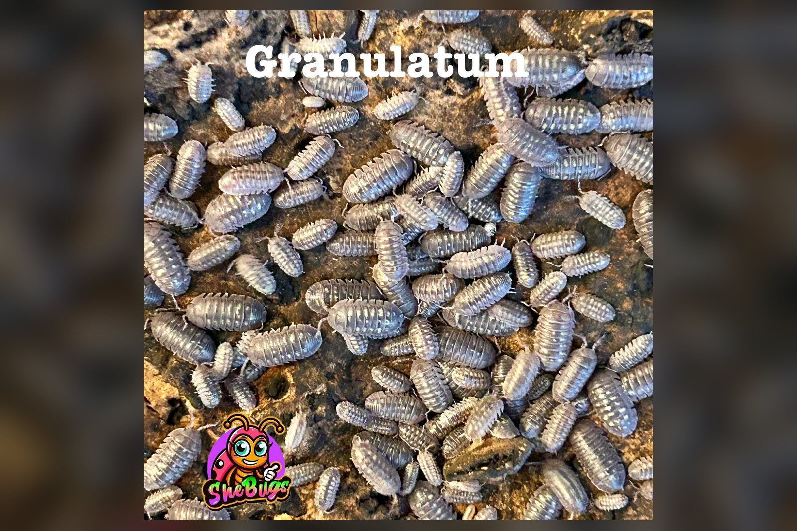 Granulatum