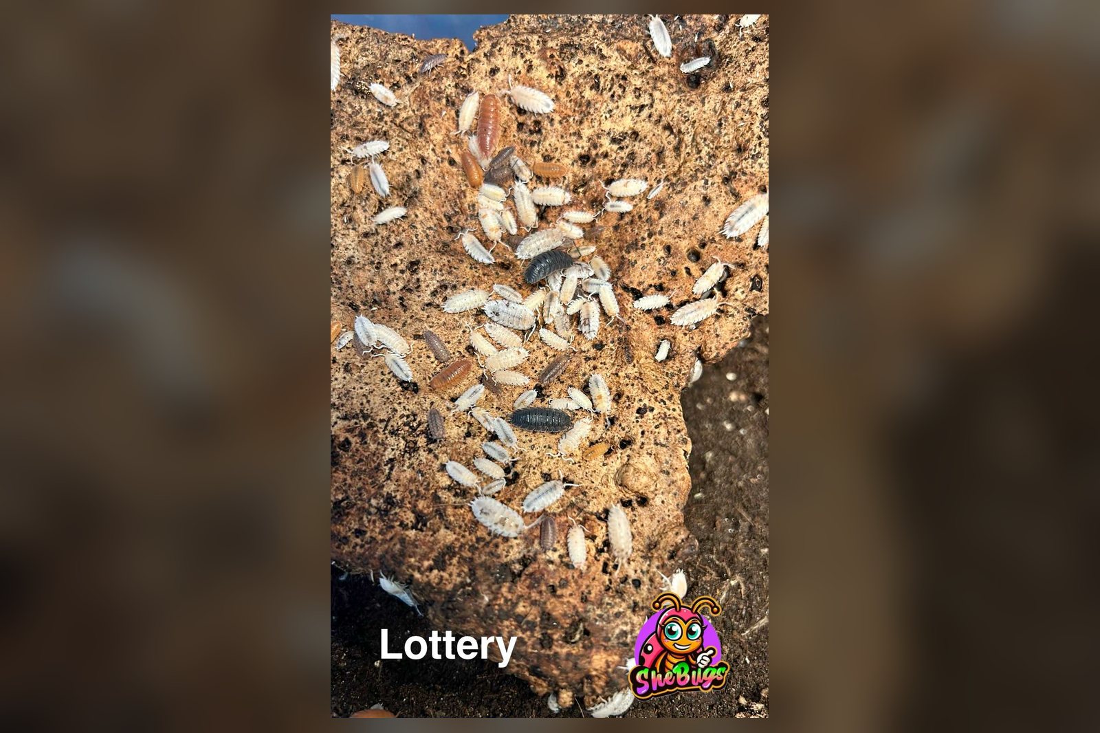 Lottery