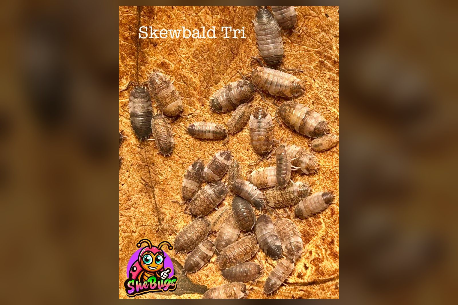 Skewbald Tri