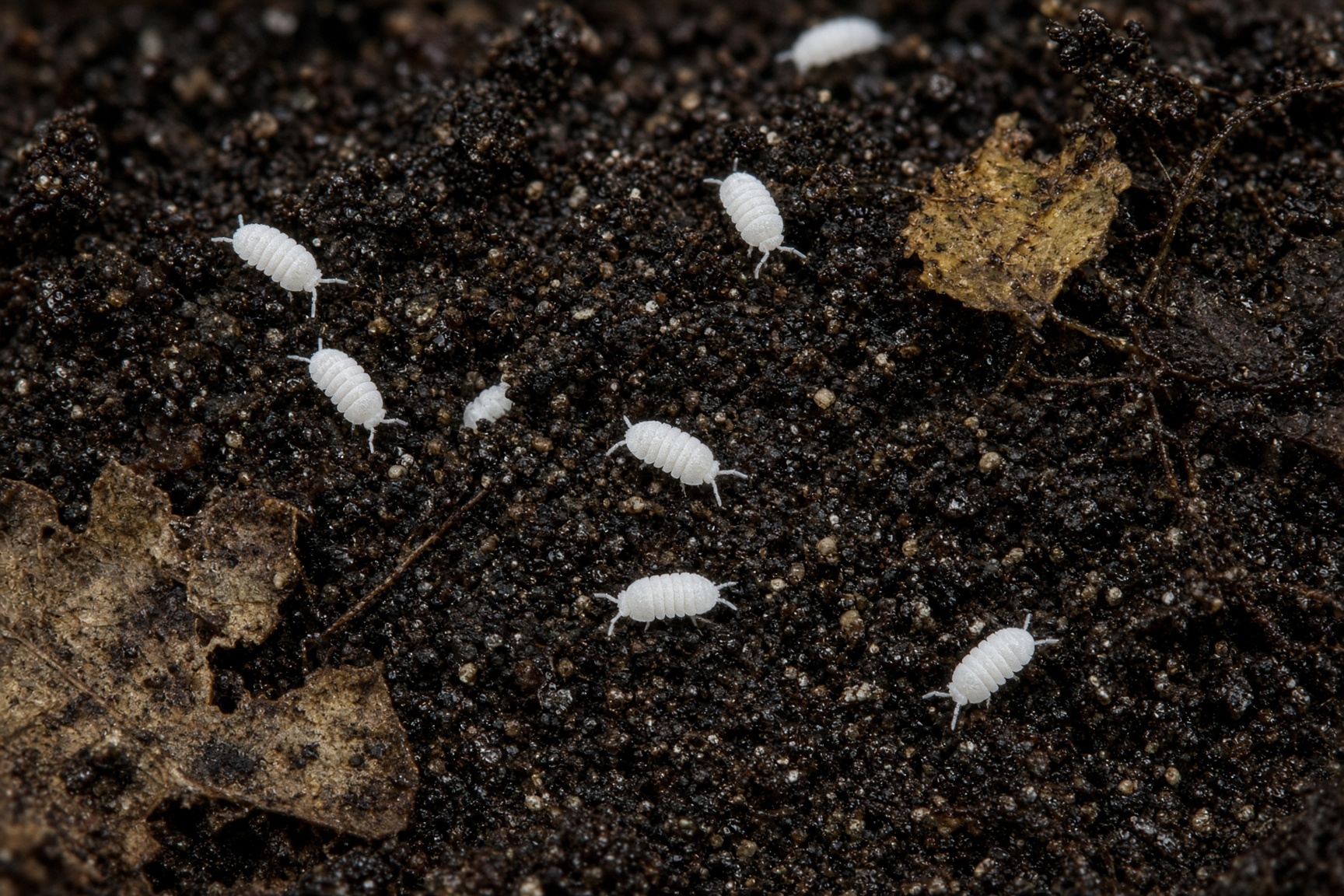 Dwarf White